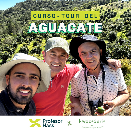Curso/Tour del Aguacate
